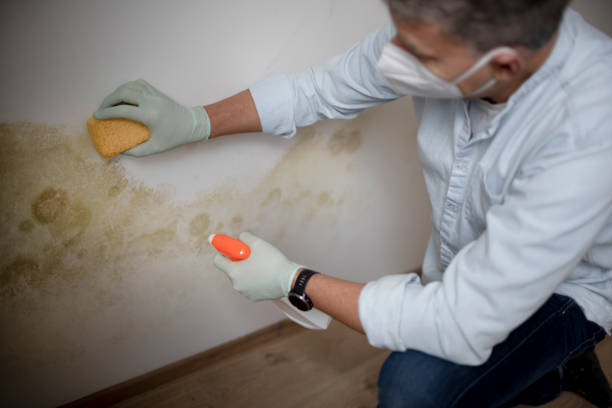 Best Residential Mold Remediation in San Felipe, TX
