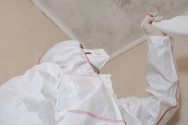 Best Insurance-Related Mold Remediation in San Felipe, TX