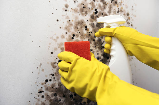 Best Attic Mold Remediation in San Felipe, TX