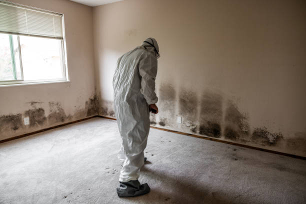 Best Mold Testing and Inspection Services in San Felipe, TX