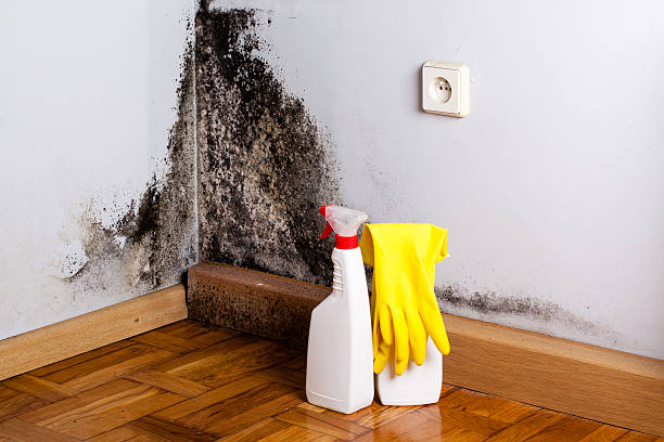 Best Post-Flood Mold Remediation in San Felipe, TX