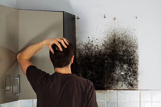 Trusted San Felipe, TX Mold Remediation Experts
