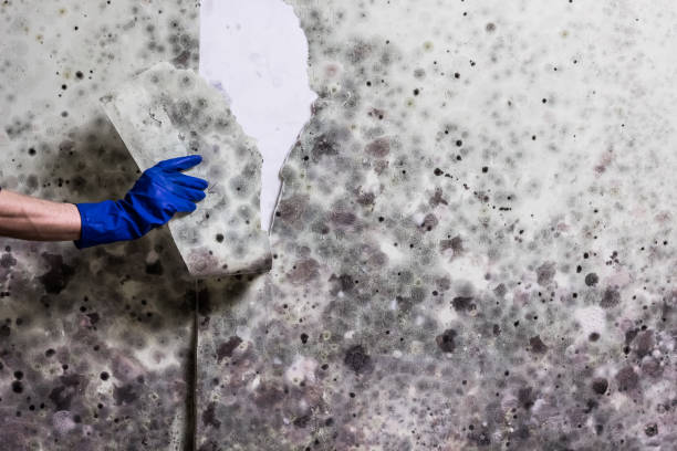 Best Mold Remediation for Specific Building Types in San Felipe, TX