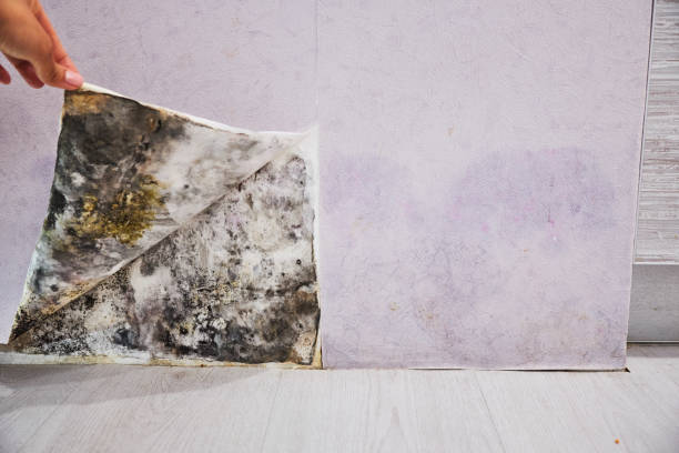 Best Mold Remediation for Specific Building Types in San Felipe, TX